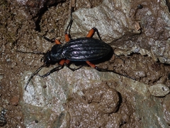 Carabus galicianus