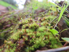 Bartramia nothostricta