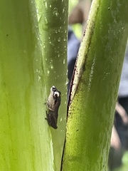 Pseudophilautus amboli