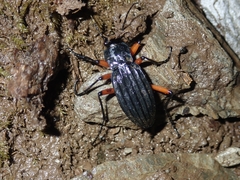 Carabus galicianus