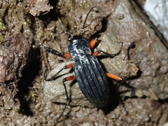 Carabus galicianus