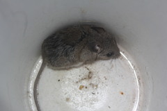 Peromyscus leucopus texanus
