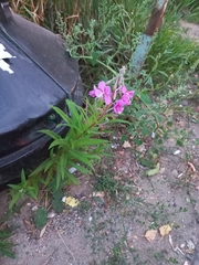 Chamaenerion angustifolium