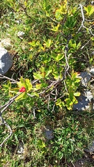 Chamaemespilus