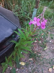 Chamaenerion angustifolium