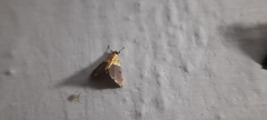 Agrotera basinotata