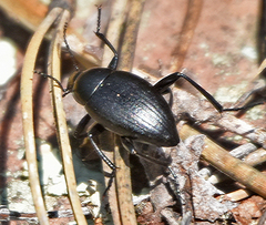 Eleodes fusiformis