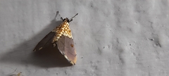 Agrotera basinotata