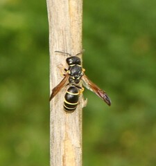 Gymnomerus laevipes