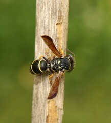 Gymnomerus laevipes