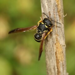 Gymnomerus laevipes