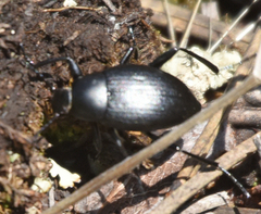 Eleodes fusiformis