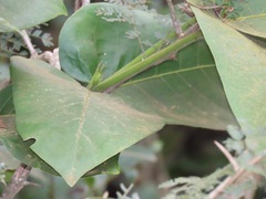 Oxyanthus latifolius