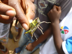 Zonocerus variegatus