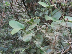 Oxyanthus latifolius