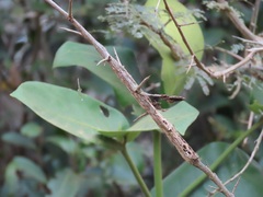 Oxyanthus latifolius