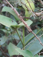 Oxyanthus latifolius