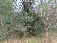 Oxyanthus latifolius