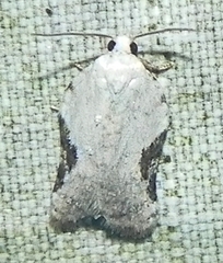 Acleris subnivana