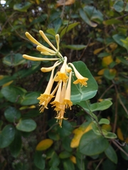 Lonicera sempervirens sempervirens