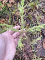 Aureolaria pectinata