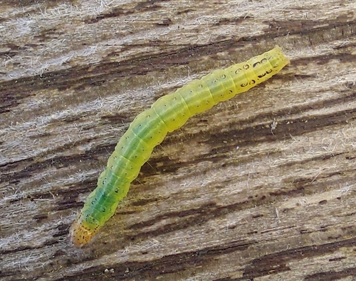Lesser Pearl, Pašiliai, Lietuva, photo 7 of 10