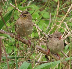 Euplectes albonotatus