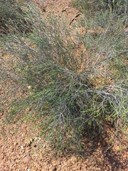 Passerina truncata