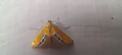 Nymphicula
