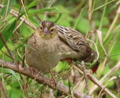Euplectes albonotatus