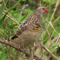 Euplectes albonotatus