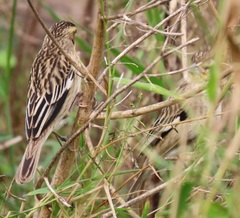 Euplectes albonotatus