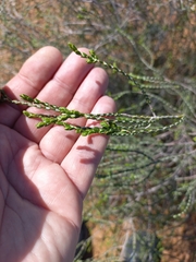 Passerina truncata