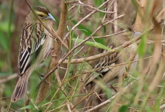 Euplectes albonotatus