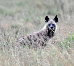 Hyaena hyaena dubbah