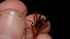 Glyptomorpha pectoralis