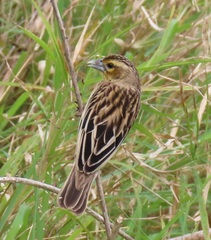 Euplectes albonotatus