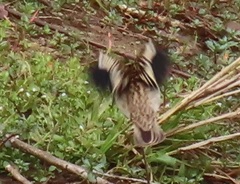 Euplectes albonotatus