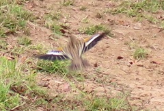 Euplectes albonotatus