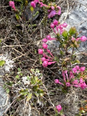 Erica excavata