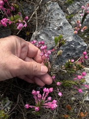 Erica excavata