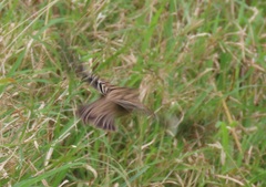 Euplectes albonotatus