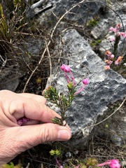 Erica excavata