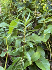 Kalmia microphylla occidentalis