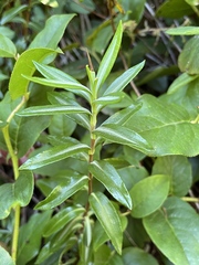 Kalmia microphylla occidentalis