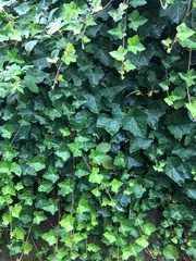 Hedera