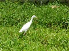 Bubulcus ibis