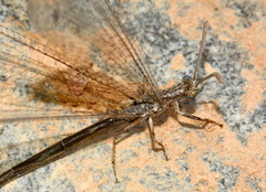 Neuroleon nemausiensis
