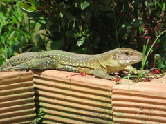 Giant Ameiva photo 2