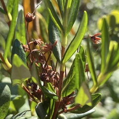 Kalmia microphylla occidentalis